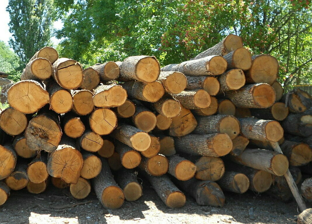 Дубовая древесина, изображение 6